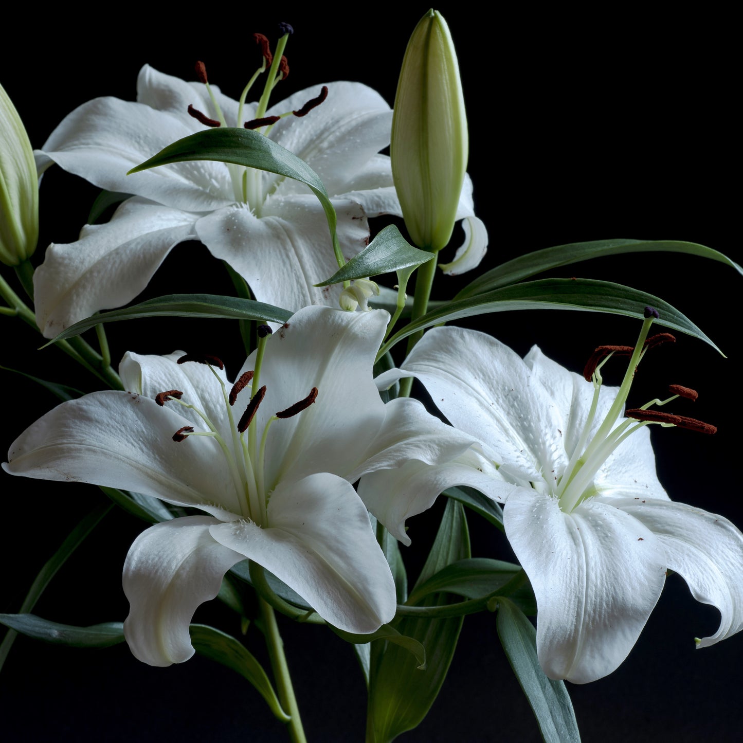 Easter Lilies