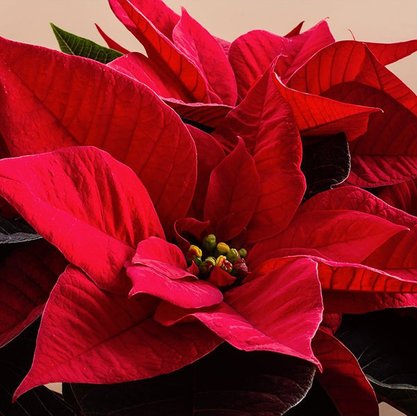 Poinsettias