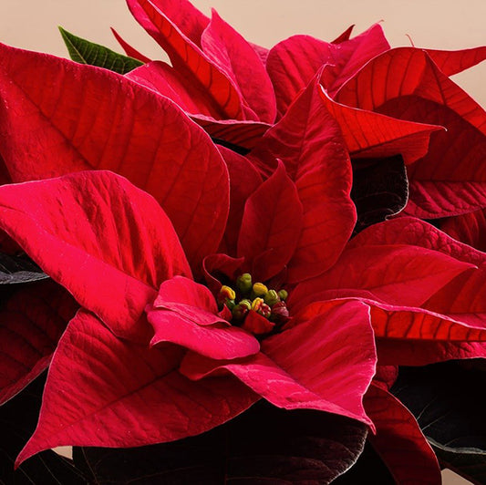 Poinsettias